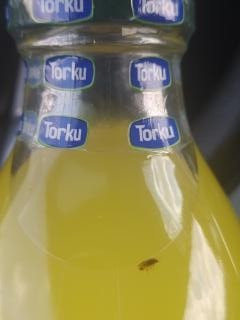 Torku Böcekli Limonata